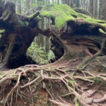 Alishan One Day Tour from Taichung - A Detailed Look at the Itinerary