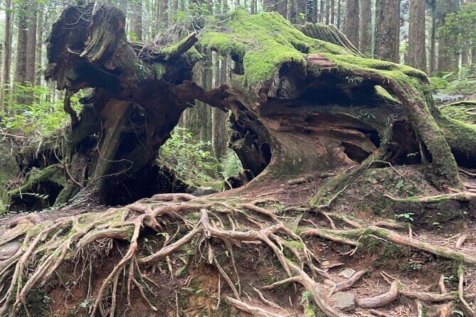 Alishan One Day Tour from Taichung - A Detailed Look at the Itinerary