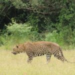 All inclusive 12 Hour Wilpattu National Park Safari - The Practicalities: What You Need to Know