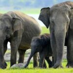 All-inclusive Central Sri Lanka Three Days Tour - The Practicalities: What You Should Know