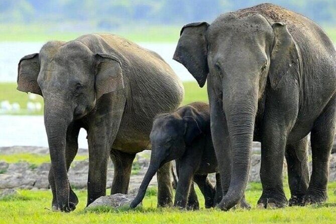 All-inclusive Central Sri Lanka Three Days Tour - The Practicalities: What You Should Know