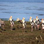 All Inclusive Half Day Private Safari at Bundala National Park - Why This Tour Offers Value