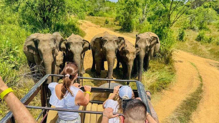 All Inclusive Hurulu Eco Park 3 Hour Elephant Safari Tour - What Sets This Tour Apart?
