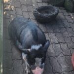 All inclusive Jeju island English private taxi tour(1 to 3days) - Why Choose This Tour?