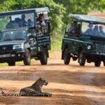All inclusive leopard safari Wilpattu with guide - Itinerary Breakdown: What to Expect