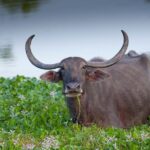 All inclusive Safari Tour at Wasgamuwa National Park from Kandy - Authentic Insights from Previous Travelers