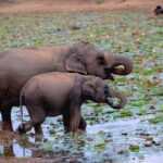 All inclusive Safari Tour at Wasgamuwa National Park from Kandy - Who Is This Tour Best For?