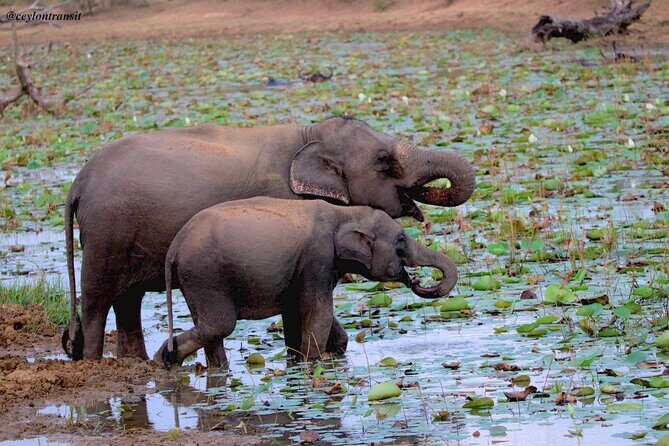All inclusive Safari Tour at Wasgamuwa National Park from Kandy - Who Is This Tour Best For?