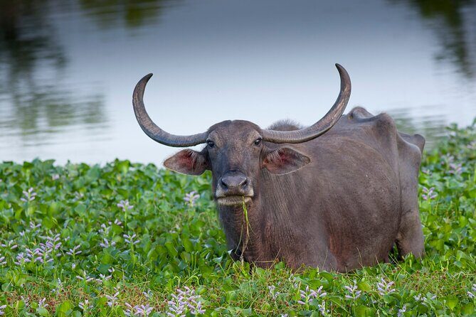 All inclusive Safari Tour at Wasgamuwa National Park from Kandy - Authentic Insights from Previous Travelers