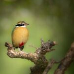 All Inclusive Yala National Park Full Day Game Drive - Final Thoughts