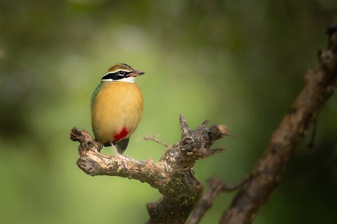 All Inclusive Yala National Park Full Day Game Drive - Final Thoughts