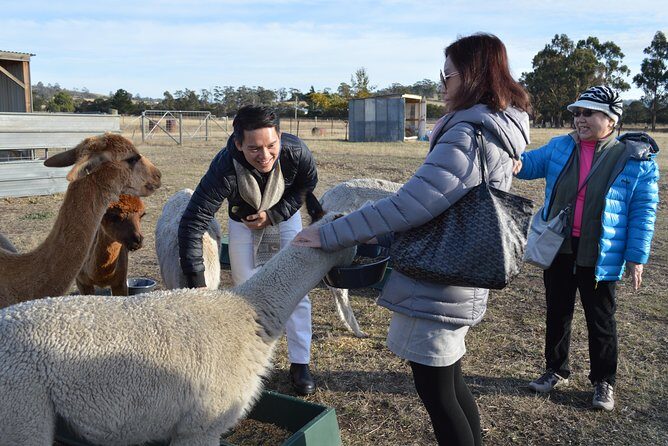 Alpaca Farm Tours with Toffeemont - The Practical Side: Booking, Price, and Tips