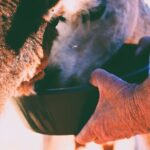 Alpaca Meet and Greet Experience in Peterborough - Practical Details and Tips for Visitors