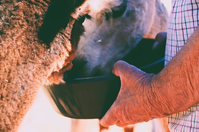 Alpaca Meet and Greet Experience in Peterborough - Practical Details and Tips for Visitors