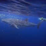 AMAZING SUMBAWA WHALE SHARK TOUR - What the Tour Includes and Practical Details