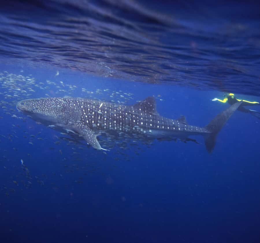 AMAZING SUMBAWA WHALE SHARK TOUR - What the Tour Includes and Practical Details