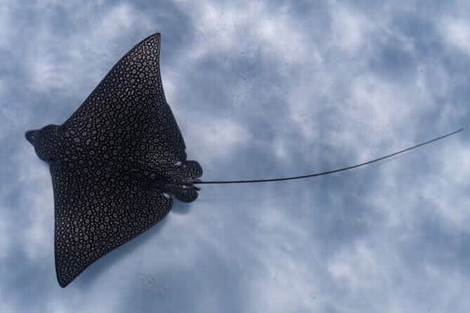 An Eagle Ray and Turtle Tour-Small Groups & Photography Included - The Itinerary in Detail