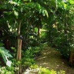 Ancient Tonga Cultur Tour 2hr Full Culture Tour - Practical Details and What You Should Know