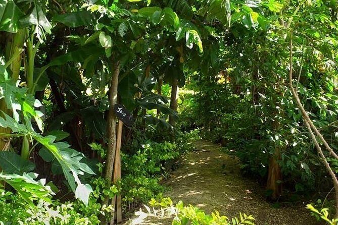 Ancient Tonga Cultur Tour 2hr Full Culture Tour - Practical Details and What You Should Know