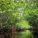 Andaman Island: Day Tour to Baratang Island - Breakdown of the Itinerary