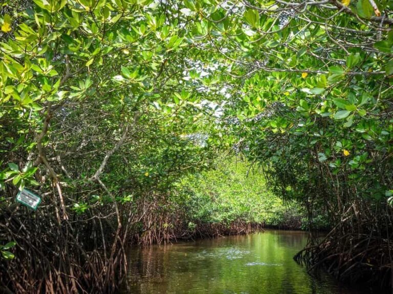 Andaman Island: Day Tour to Baratang Island - Breakdown of the Itinerary