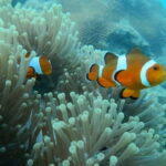 Andaman Islands: Scuba Diving Tour - Exploring the Tour Details: What You Can Expect