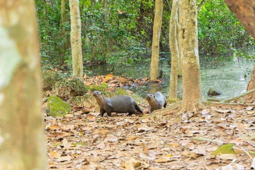 Angkor Bike tour & Gondola Sunset Boat - What’s Included and What to Consider