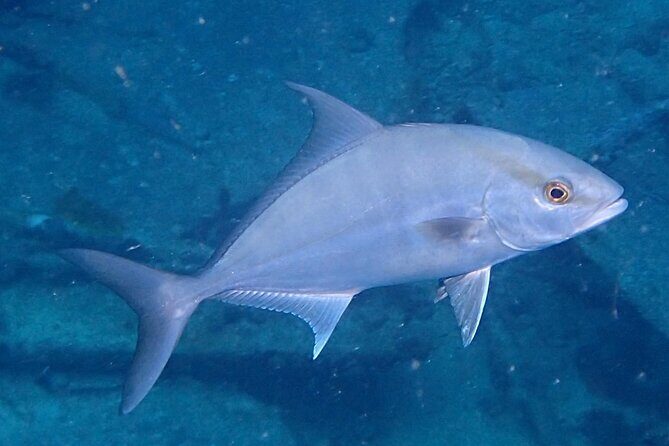 Anguilla Based:Complete your PADI Open Water Dives 1 & 2 with us - The Sum Up