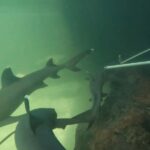 Anna Bay: Irukandji Entry Pass with Reef Shark Encounter - What You Can Expect from the Experience