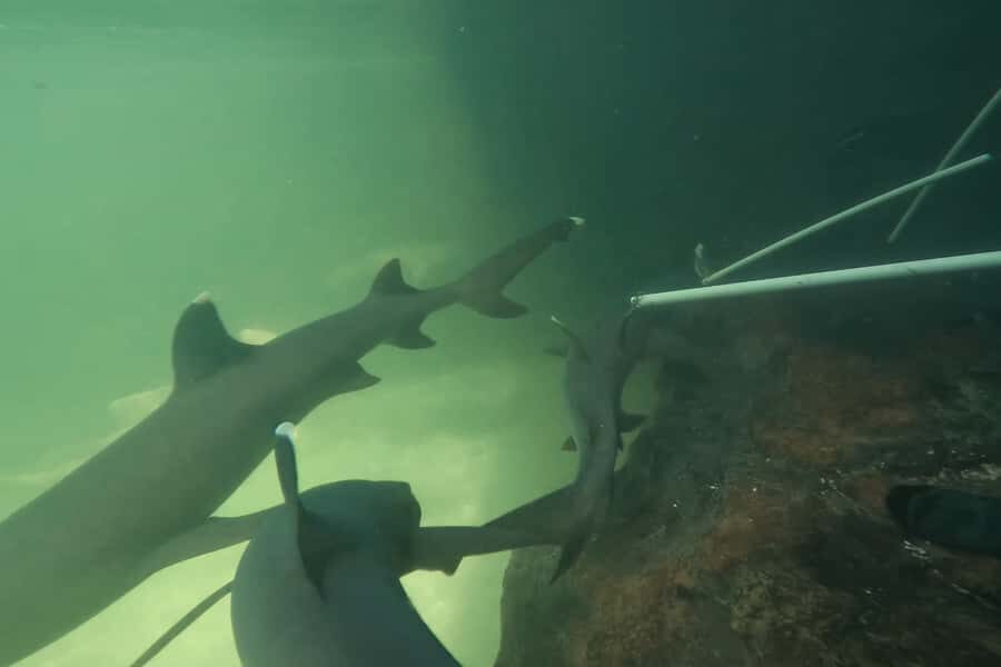 Anna Bay: Irukandji Entry Pass with Reef Shark Encounter - What You Can Expect from the Experience