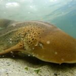 Anna Bay: Irukandji Entry with Zebra Shark Snorkel - What to Expect from the Tour