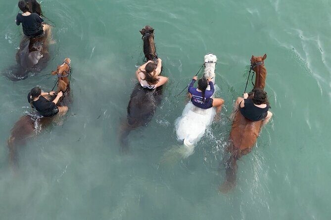Antigua Horse Ride and Swim - Who Should Book This Tour?