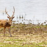 Anuradhapura: Full-Day Wilpattu National Park Private Safari - Who Will Enjoy This Tour?