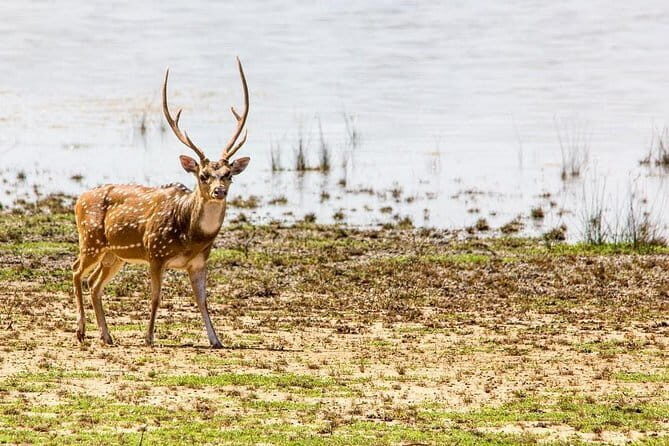 Anuradhapura: Full-Day Wilpattu National Park Private Safari - Who Will Enjoy This Tour?
