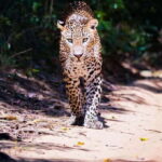 Anuradhapura: Full-Day Wilpattu National Park Private Safari - The Guide and Organization