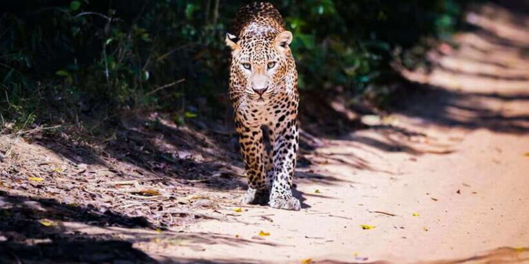 Anuradhapura: Full-Day Wilpattu National Park Private Safari - The Guide and Organization