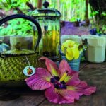 AOA Polynesian Forests - Hiking Sanctuary Biodiversity Tahiti - The Sum Up