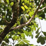 AOA Polynesian Forests - Tahiti Biodiversity Sanctuary Hike - An In-Depth Look at the Tahiti Biodiversity Sanctuary Hike