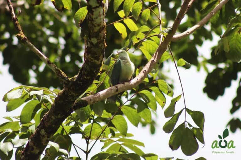 AOA Polynesian Forests - Tahiti Biodiversity Sanctuary Hike - An In-Depth Look at the Tahiti Biodiversity Sanctuary Hike