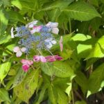 Aomori: Takayama Inari Shrine and Jomon Museum Tour - Practical Details and What to Expect