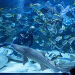 Aquarium KLCC, KL Tower, TRX, and PNB 118 Tour - Practical Details and Tips