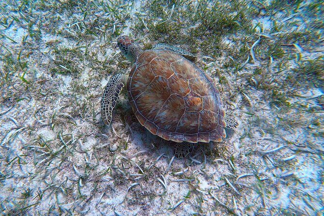 Aruba Turtle Spotting Snorkeling Adventure - Additional Information on Booking and Conditions