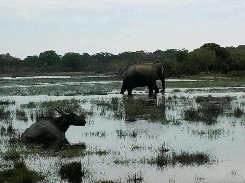 Arugam Bay: All Inclusive Kumana National Park 4x4 Safari - An In-Depth Look at the Kumana Park Safari Experience