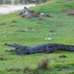 Arugam Bay: Kumana National Park Full-Day Safari Tour - Why This Tour Stands Out