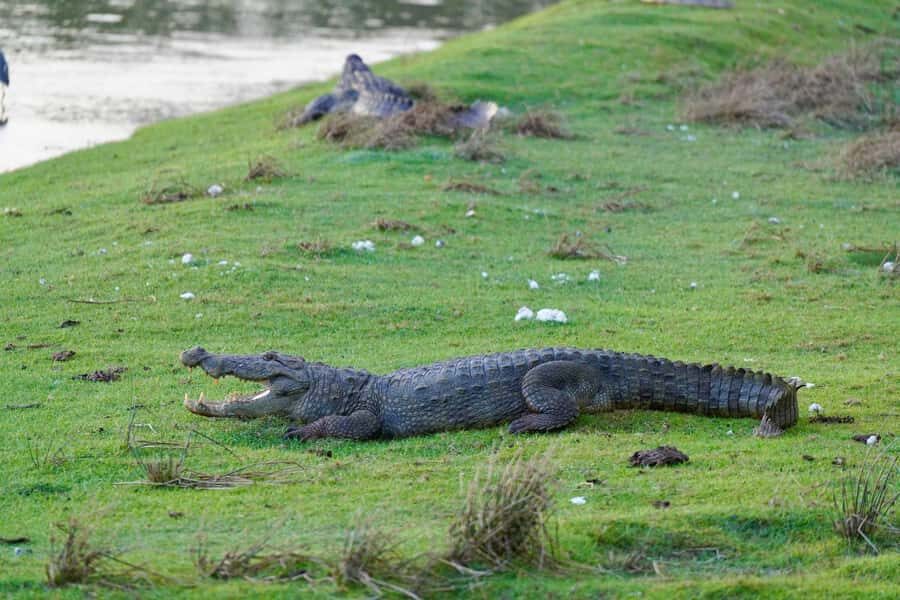 Arugam Bay: Kumana National Park Full-Day Safari Tour - Why This Tour Stands Out