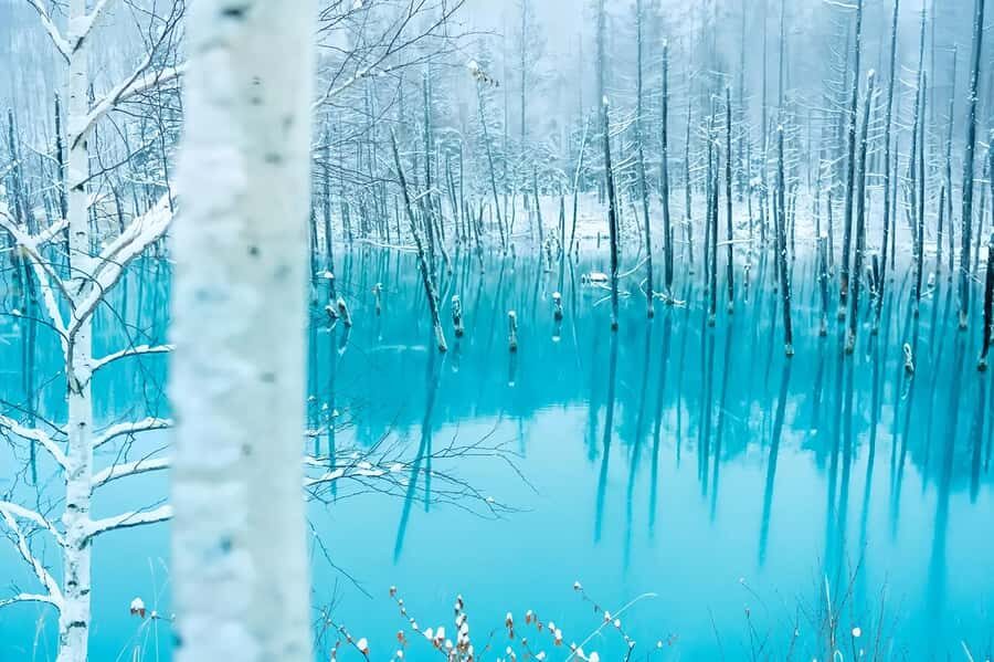 Asahiyama Adventure: Zoo+Waterfalls & Blue Pond Day Tour - Authentic Experiences and Unseen Details