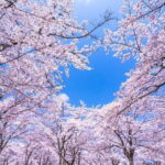 Asakusa: Cherry Blossom Viewing and History Tour - The Spiritual Heart: Senso-ji Temple and Asakusa Shrine