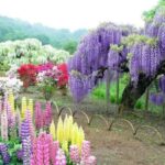 Ashikaga Flower Park Entry Ticket - An In-Depth Look at Ashikaga Flower Park