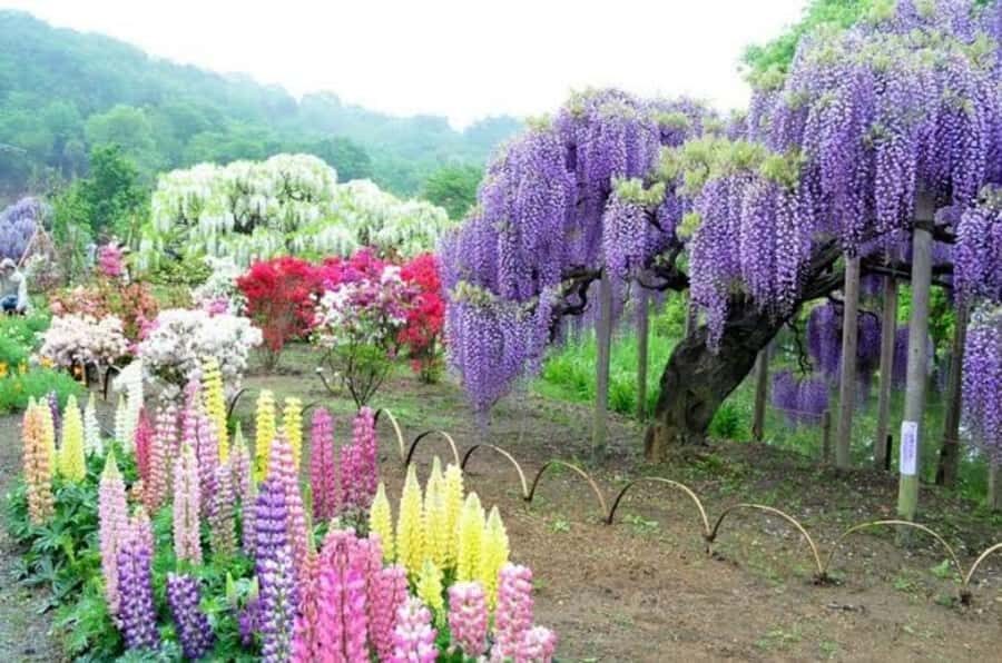 Ashikaga Flower Park Entry Ticket - An In-Depth Look at Ashikaga Flower Park