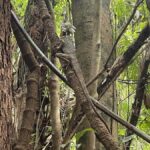 Atherton: Yidinji Explorer Tour with Fig Tree & Lake Barrine - Discovering Yidinji Country in a Compact, Authentic Format